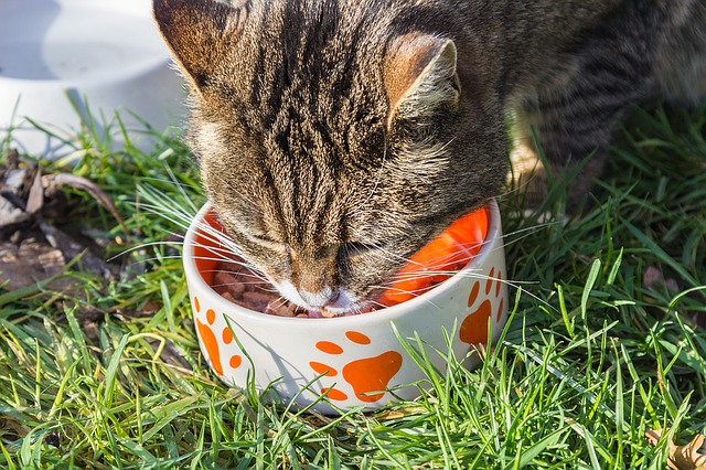 גו מזון לחתולים - טעים וגם מזין