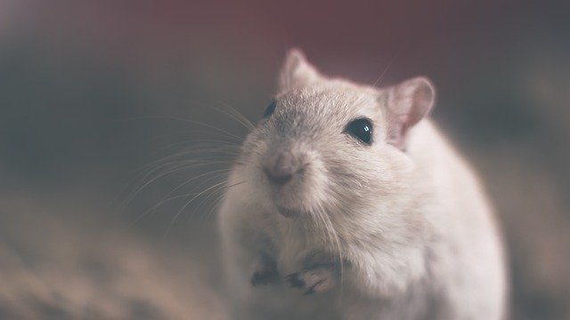 הדברת עכברים – אפשר עם חומרי הדברה ירוקים